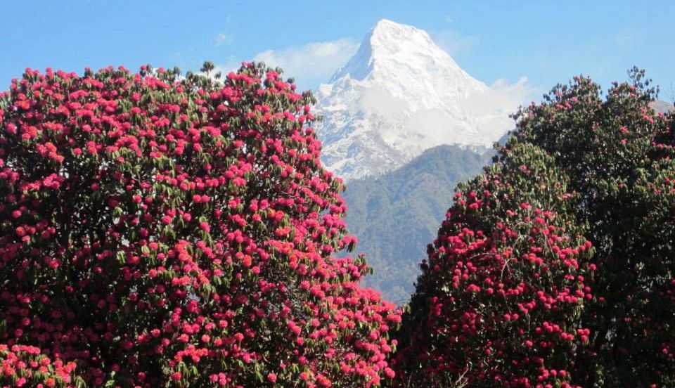 Annapurna South Peak from Poon Hill at Gorapani