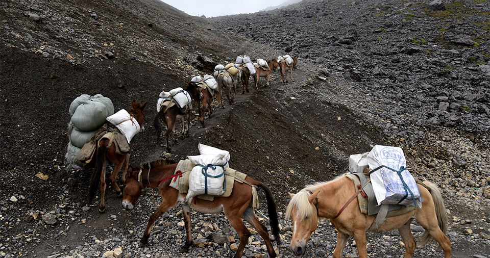 Pack Pony Train on Annapurna Circuit