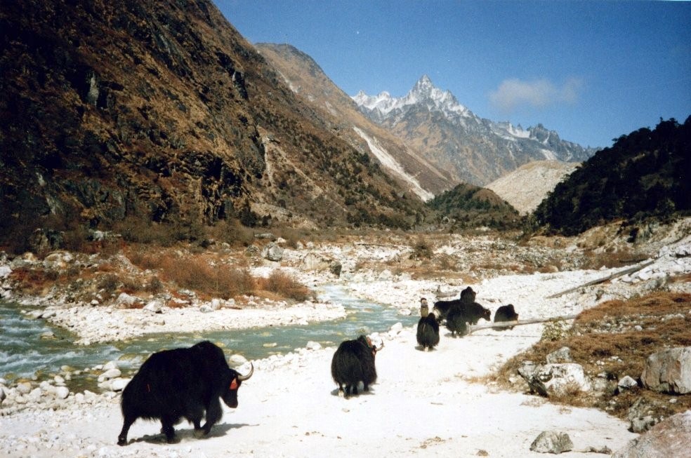 Yaks in Upper Ghunsa Khola Valley on route to Lhonak