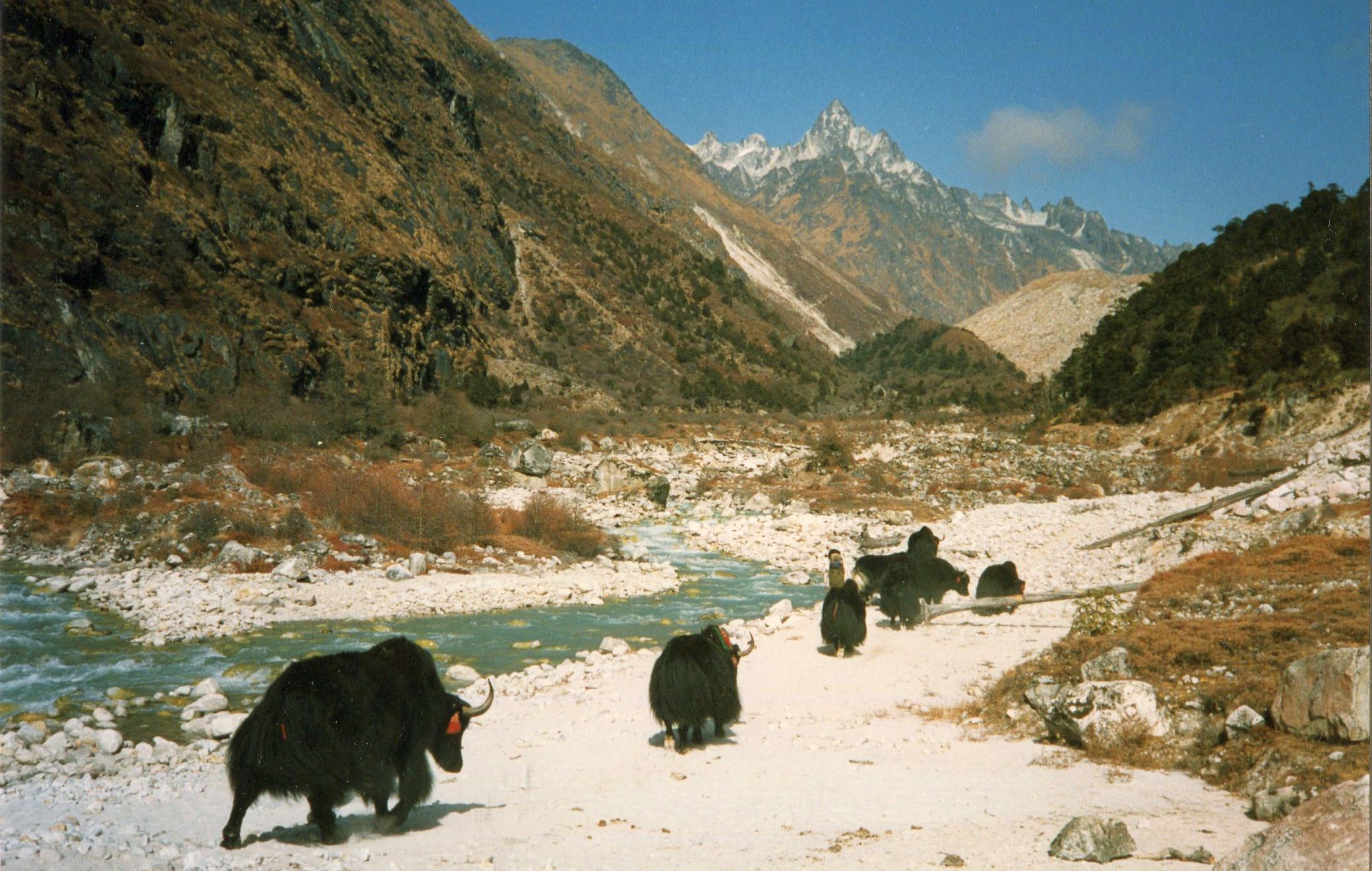Yaks in Upper Ghunsa Khola Valley on route to Lhonak