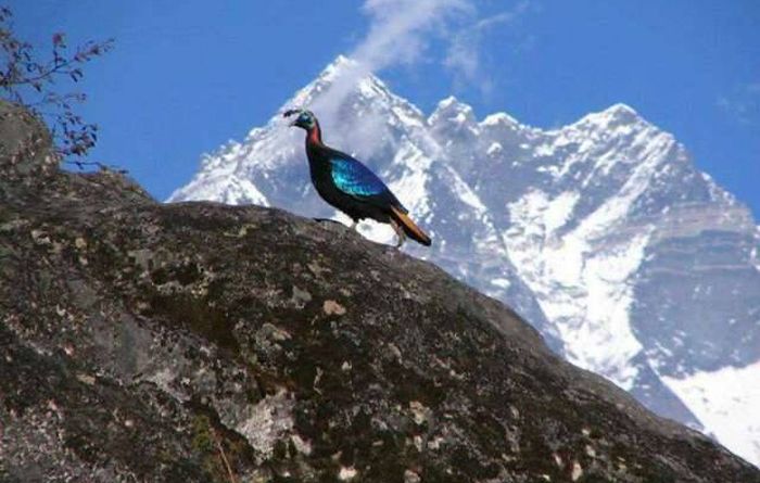 Nepal national bird