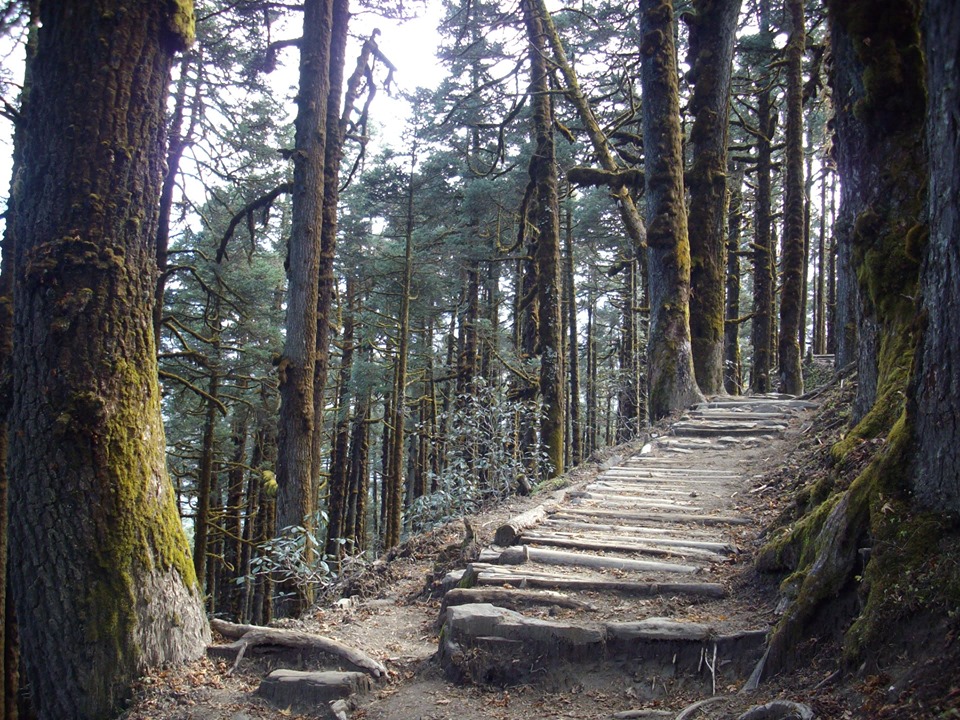Forest trail to the Langtang Valley