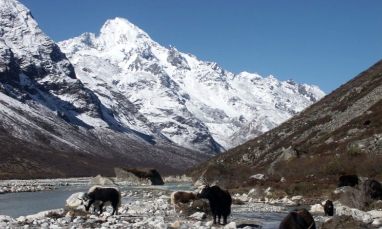 Naya Kanga ( Ganja La Chuli ) above yaks in the Langtang Valley of the Nepal Himalaya