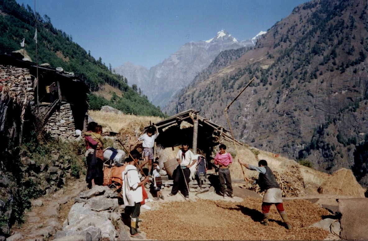 Thrashing grain at Ngyak Village in the Buri Gandaki Valley on the circuit of Mt. Manaslu