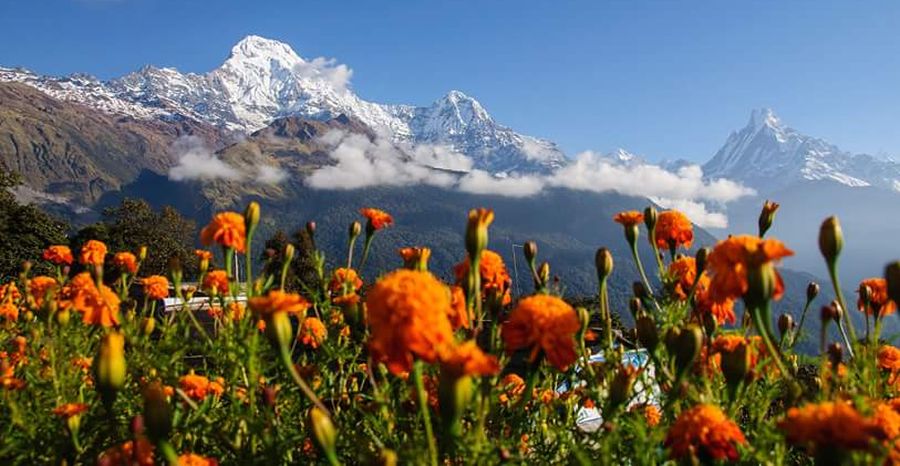 Annapurna South Peak, Hiunchuli and Mount Macchapucchre ( the Fishtail Mountain ) from Gandrung ( Ghandruk ) Village