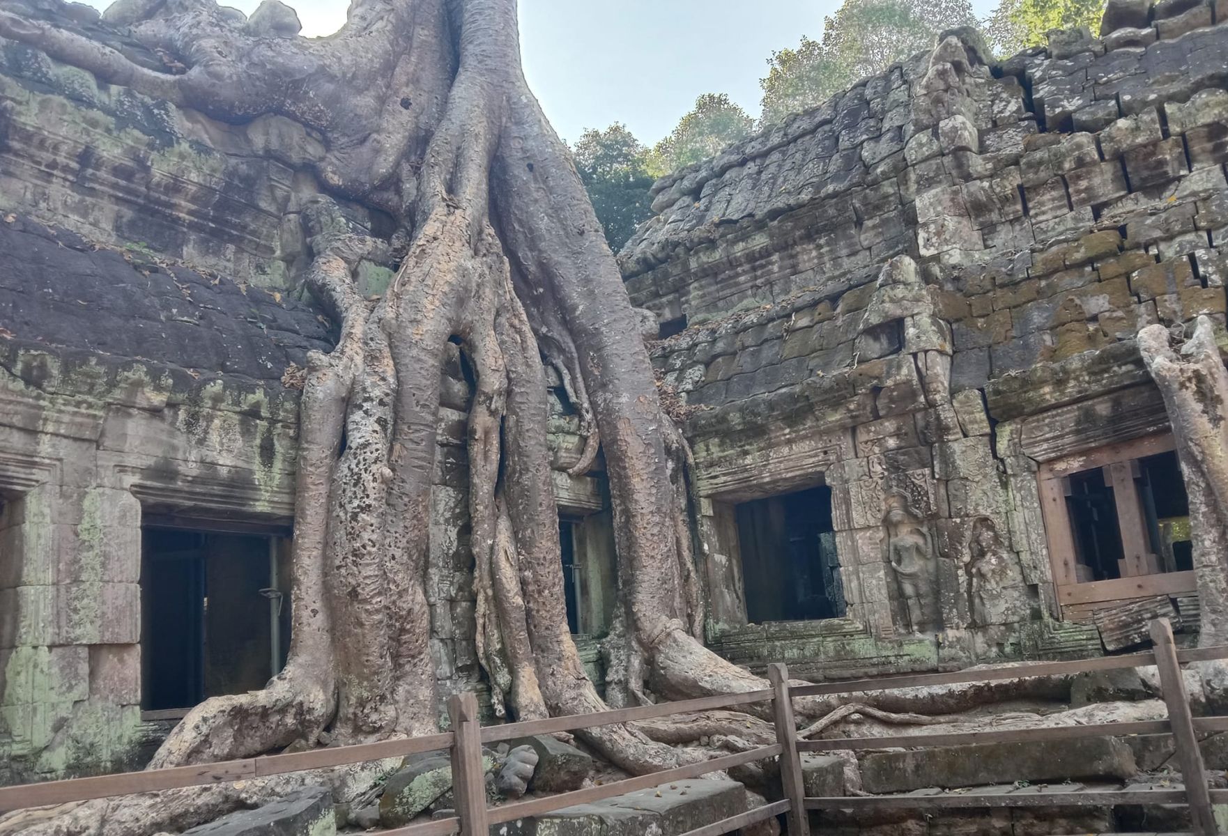 Tree Roots overgrowing Ta Prohm Temple at Siem Reap in northern Cambodia