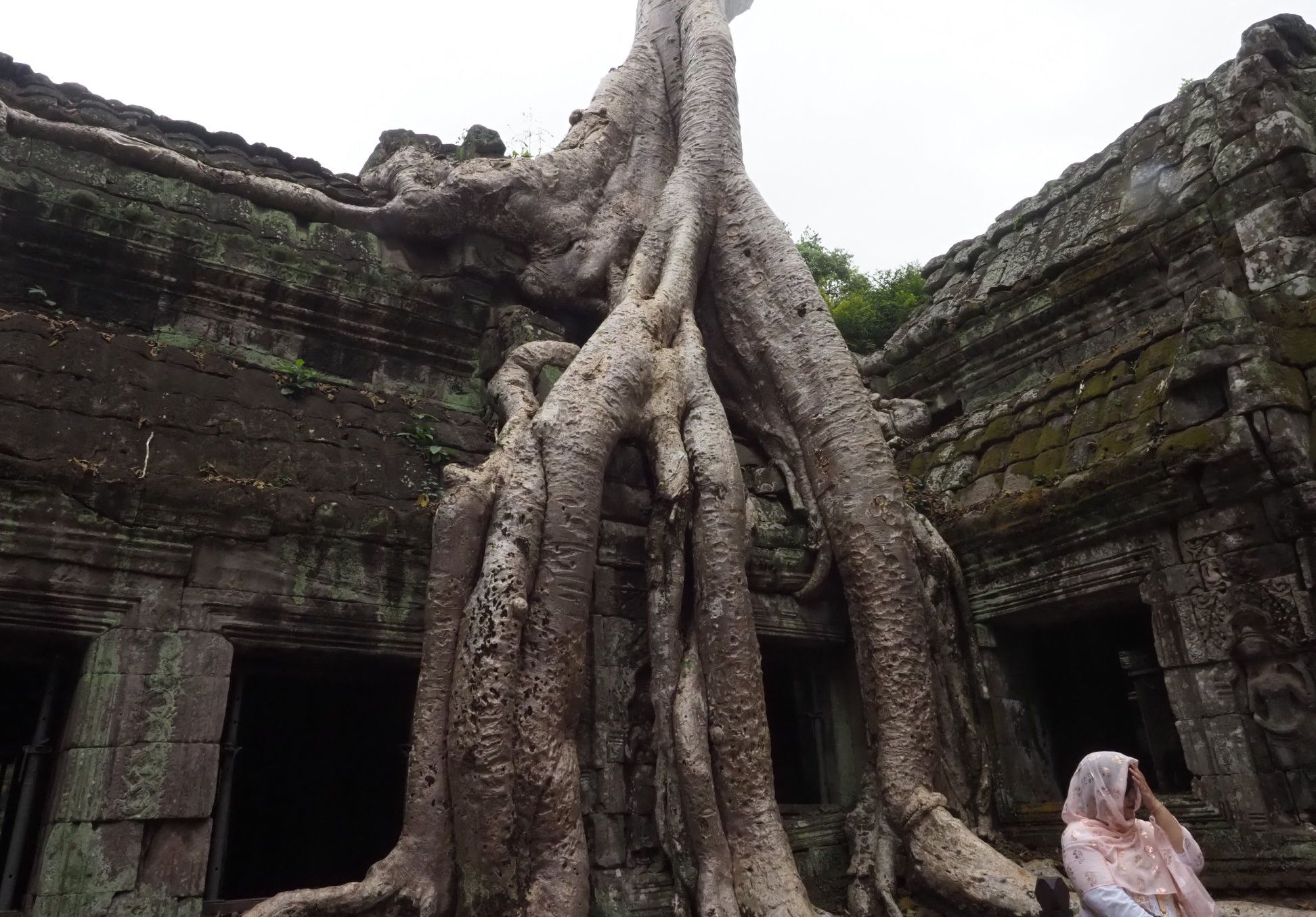 Tree Roots overgrowing Ta Prohm Temple at Siem Reap in northern Cambodia
