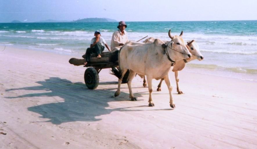 Ox ( bullock ) cart on Occheuteal Beach at Sihanoukville in Southern Cambodia
