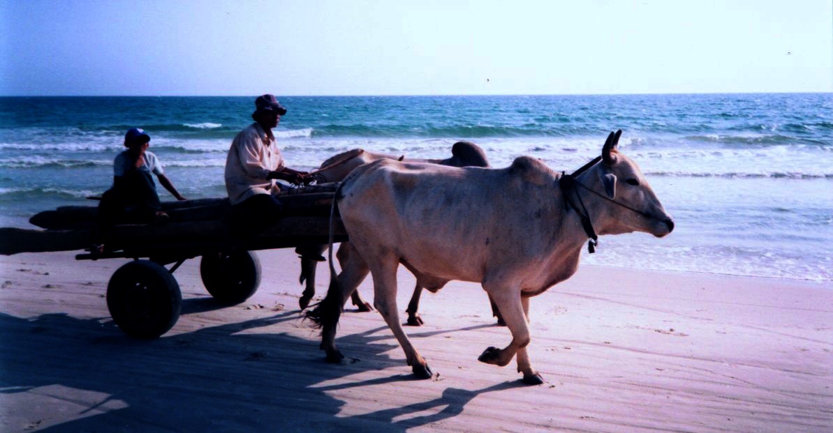 Ox ( bullock ) cart on Occheuteal Beach at Sihanoukville in Southern Cambodia