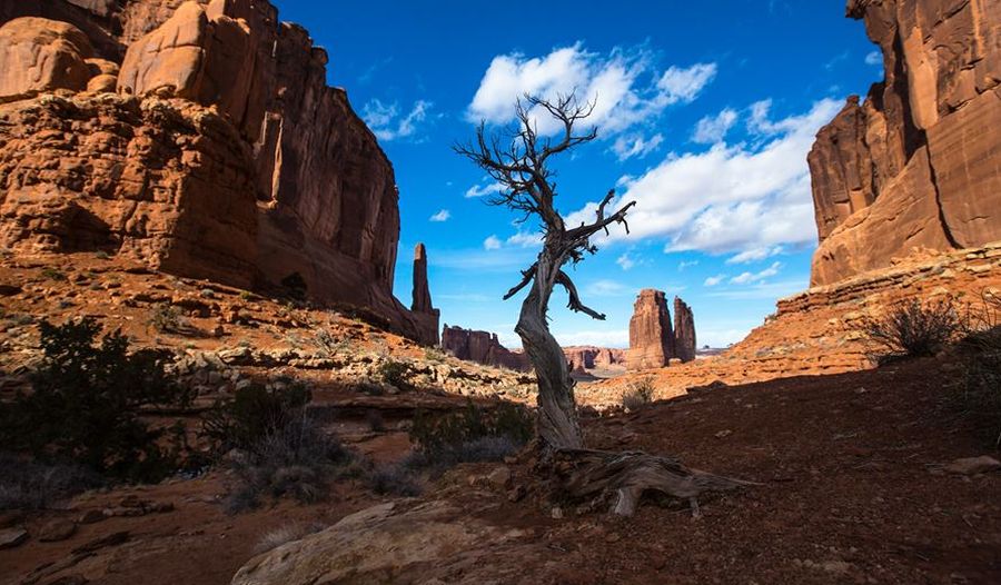 Utah Juniper in Park Avenue in Courthouse Towers area of Arches National Park