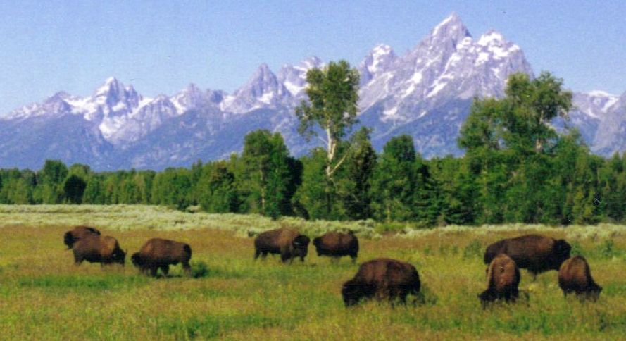 Bison in the Grand Teton National Park
