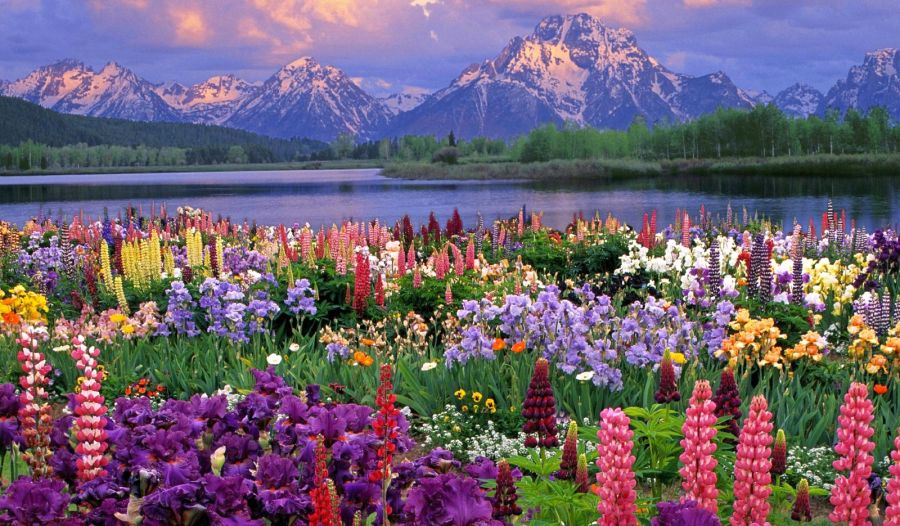 Flowers in the Grand Teton National Park