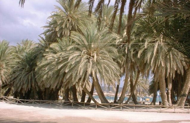 Palm trees at Vai Beach on the Greek Island of Crete
