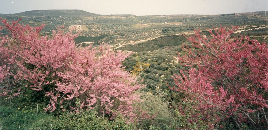Judas Trees in Blossom near Bassae ( Vassae ) on route to Andritsena in the Peloponnese of Greece on route to Andritsena in the Peloponnese of Greece