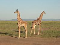 http://www.edmacsafaris.com/7-days-kenya-safari.html