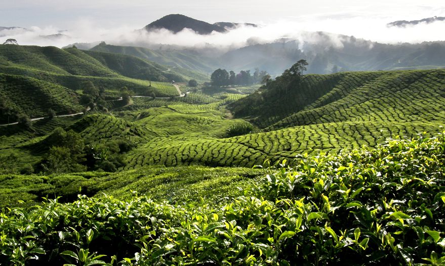 Tea Plantations in Cameron Highlands