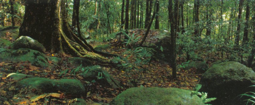 Tropical Rain Forest Jungle on Pulau Langkawi