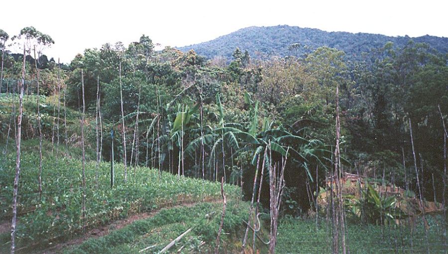 Tea Plantation in Cameron Highlands beneath Gunung Berembang