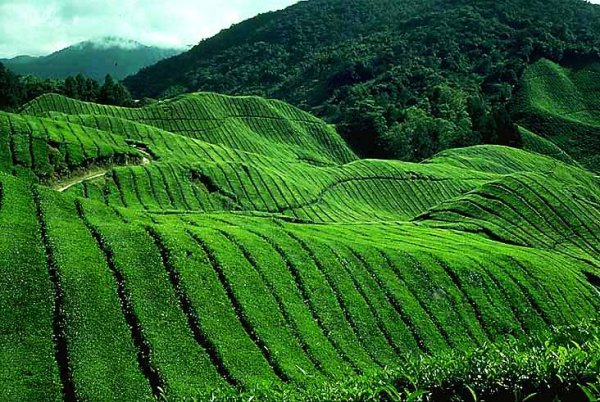 Tea Plantations in Cameron Highlands 