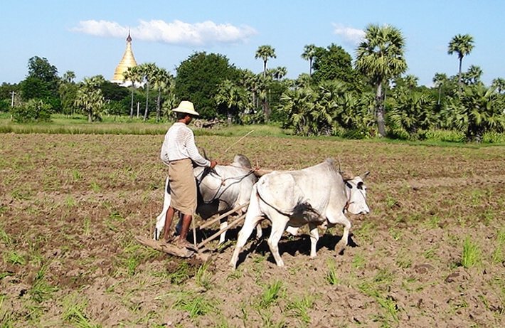 Bullock / Ox Plough at Inwa near Mandalay in northern Myanmar / Burma