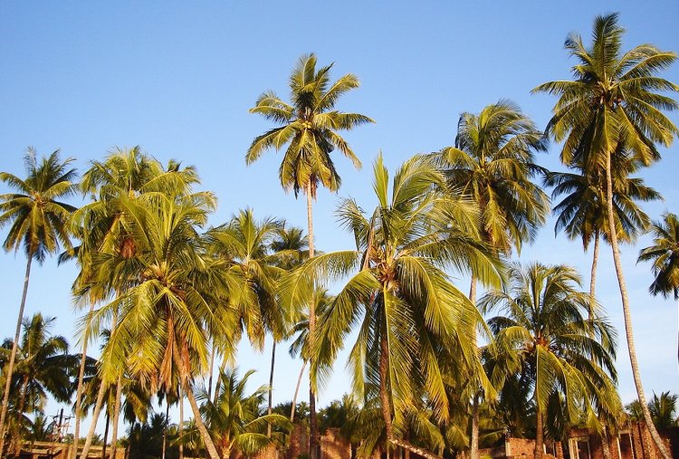 Coconut Palm Trees on Ngapali Beach on the Bay of Bengal on the western coast of Myanmar / Burma