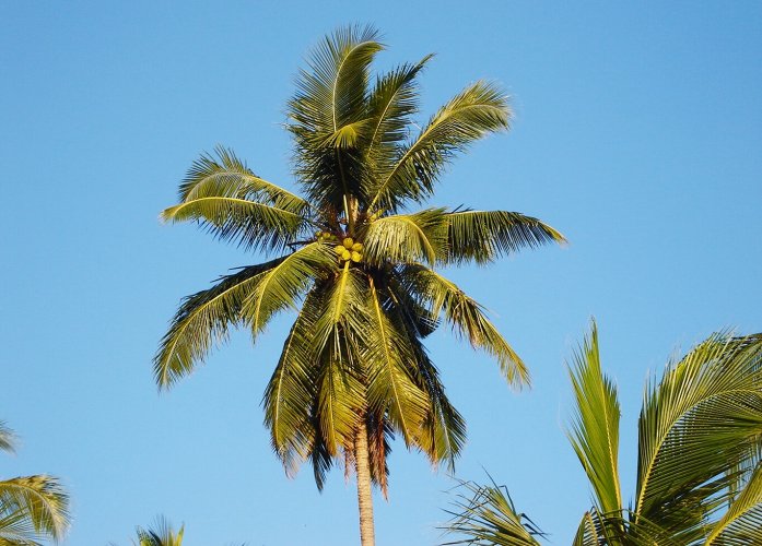 Coconut Palm Tree on Ngapali Beach on the Bay of Bengal on the western coast of Myanmar / Burma