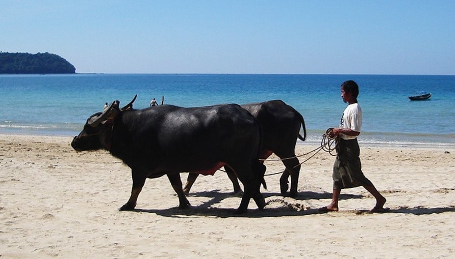 Buffalo on Ngapali Beach