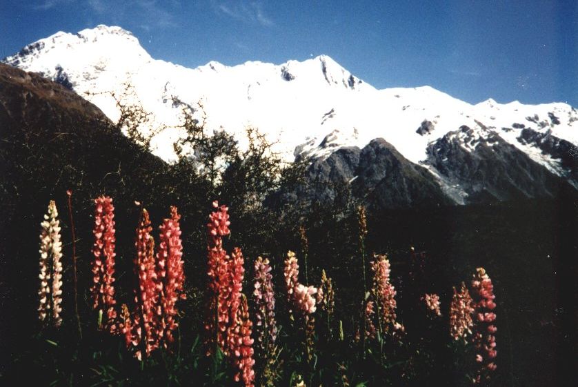Mt. Sefton in the South Island