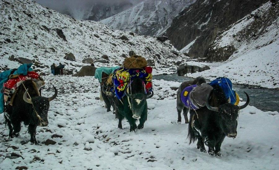 Yaks crossng the Shishmal Pass in the Pakistan Karakoram