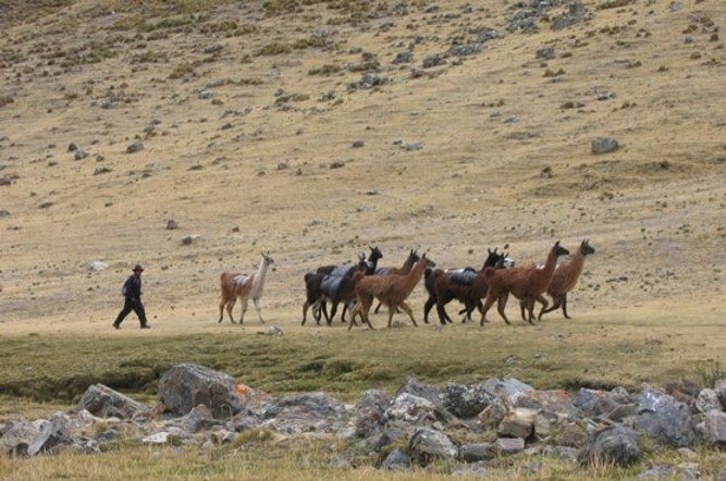 Llamas, Huanacpatay in the Cordillera Huayhuash of the Peru Andes