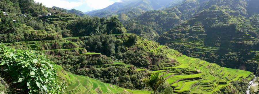 Rice terraces at Banaue in the Philippines