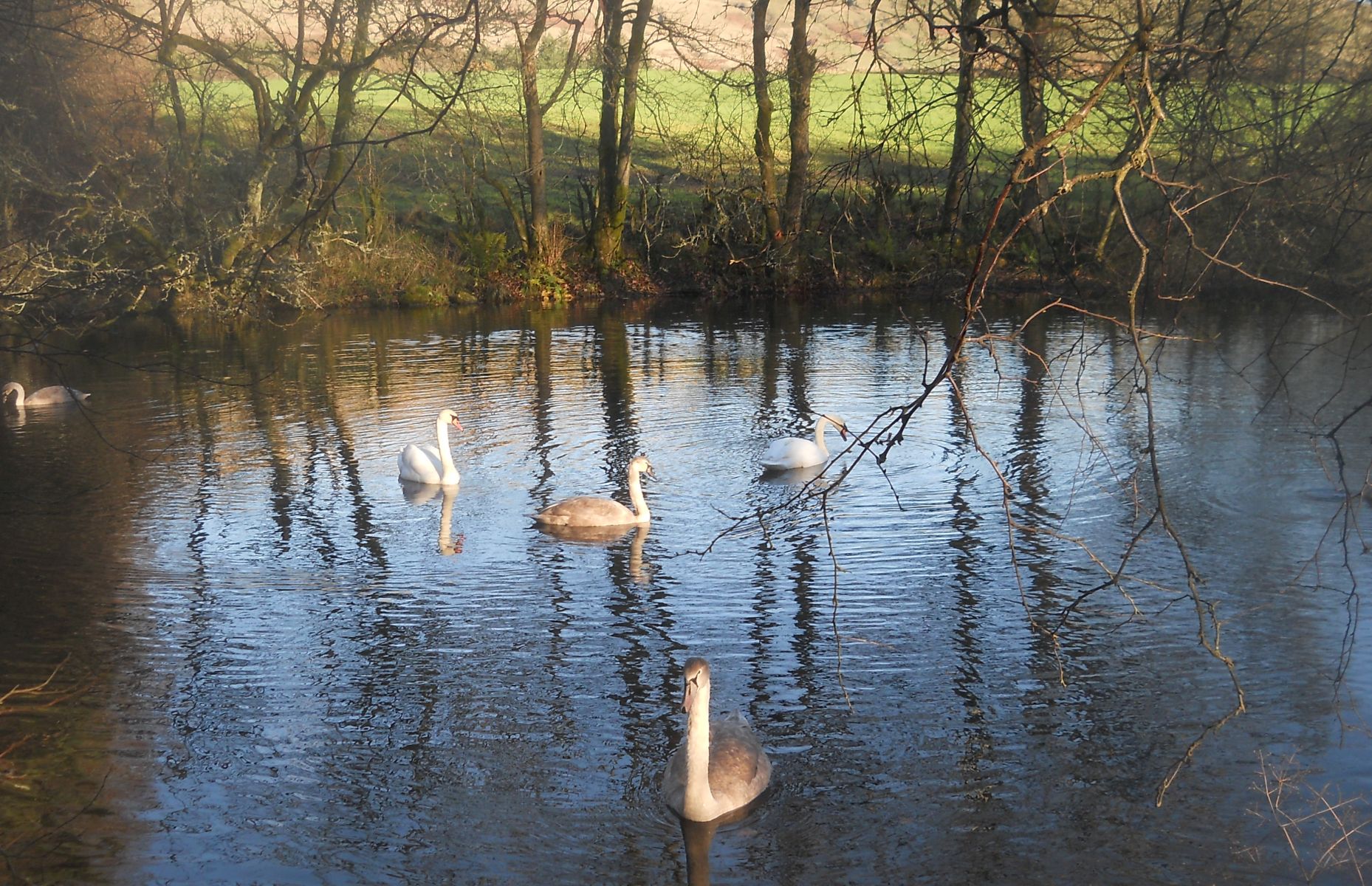 Swans in Mount Dam at Milton of Campsie