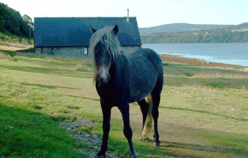 Eriskay Wild Pony on the Holy Isle in the Firth of Clyde