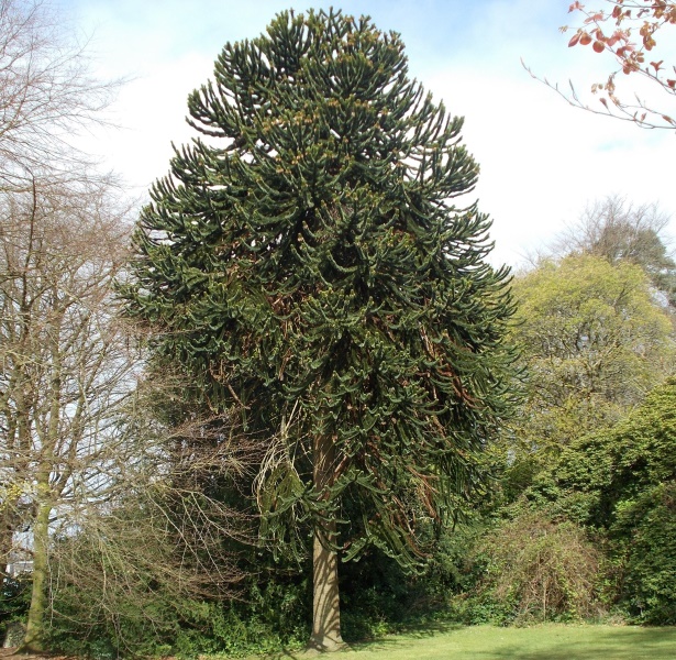 Monkey Puzzle Tree at Schaw House in Bearsden