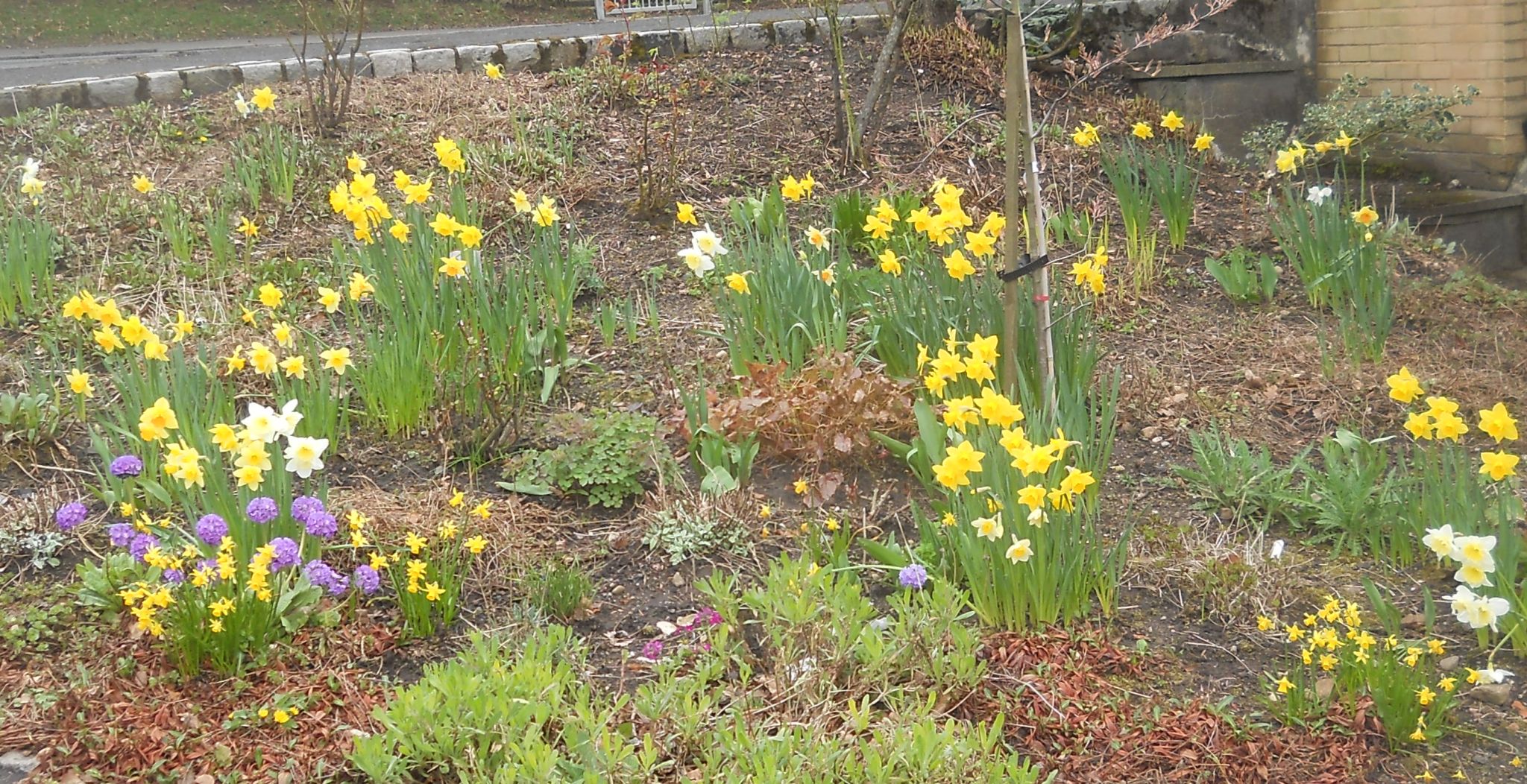 Flower bed at New Halls at New Kilpatrick Church in Bearsden