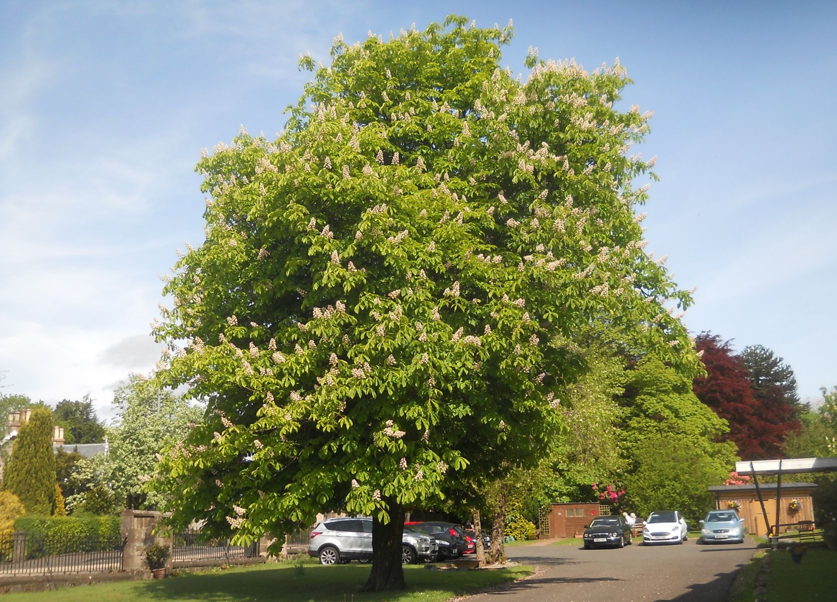 Chestnut Tree at Schaw Court in Bearsden