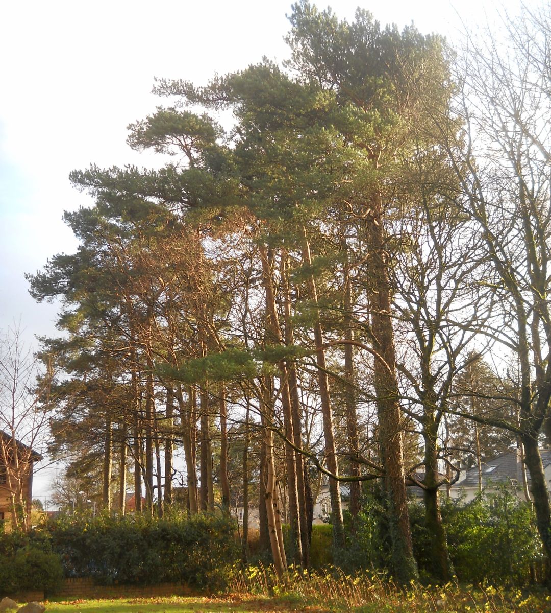 Scots Pine Trees at Schaw Court in Bearsden