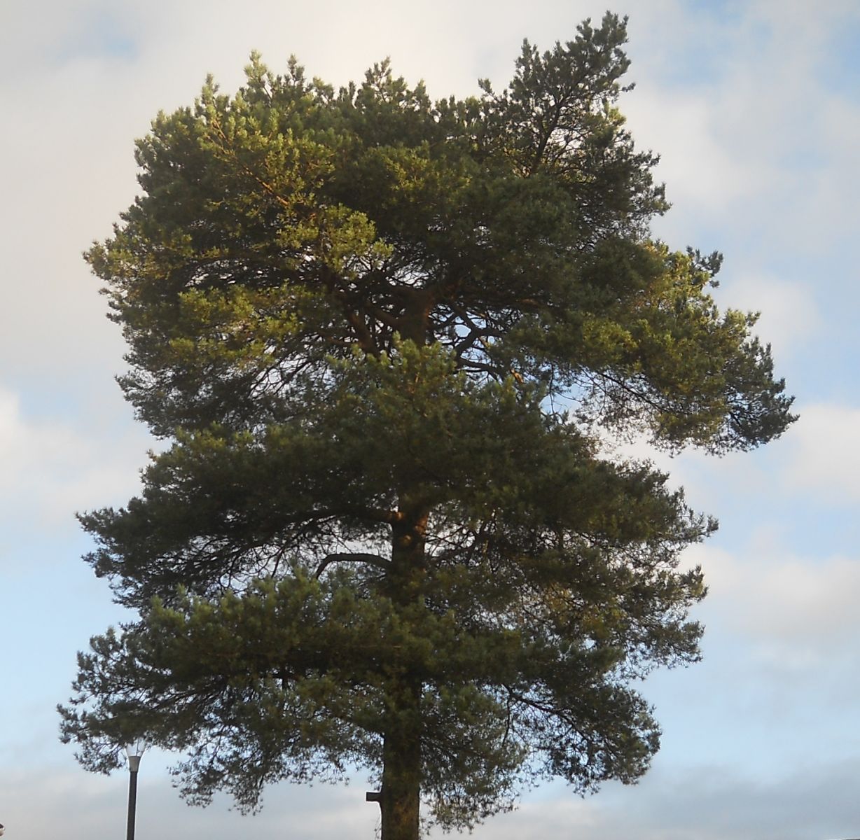 Scots Pine Tree at Schaw Court in Bearsden