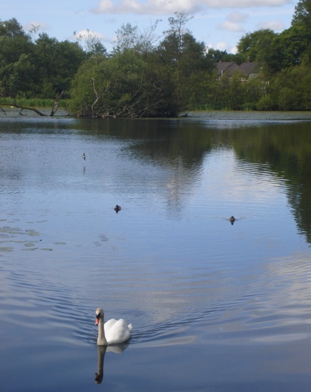 Swan on Kilmardinny Loch