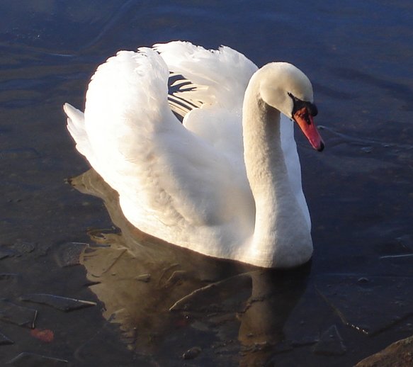 Swan on Kilmardinny Loch in Bearsden
