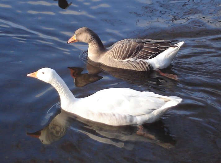 Geese on Kilmardinny Loch in Bearsden