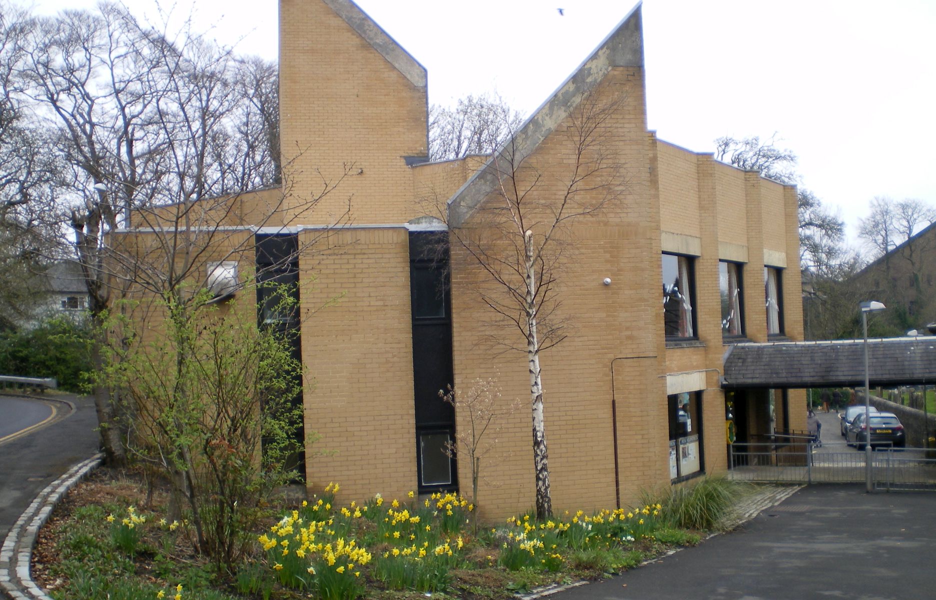 Daffodils at New Halls at New Kilpatrick Church in Bearsden
