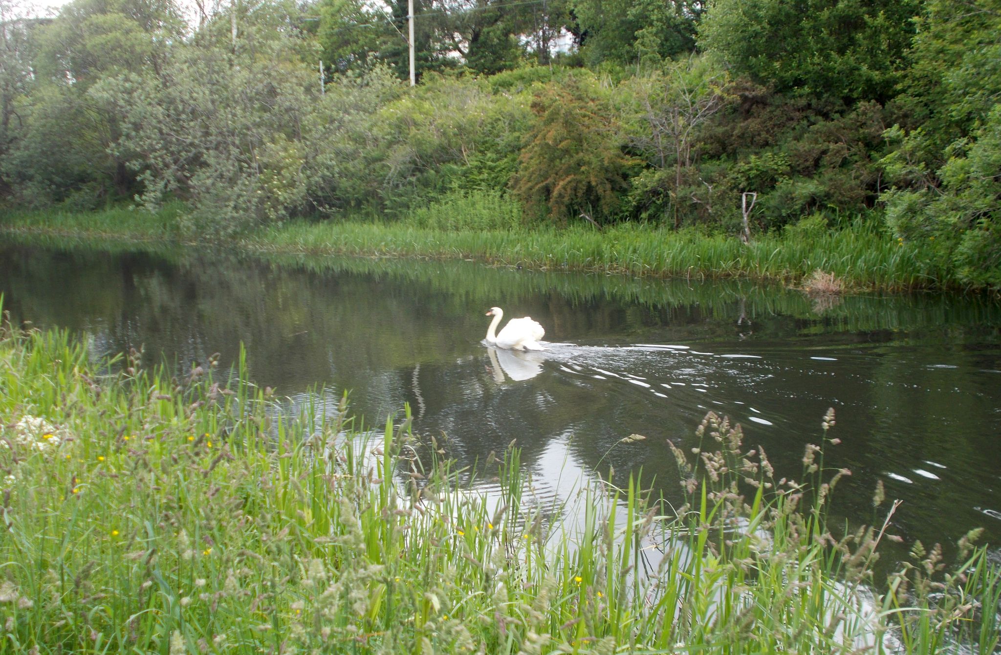Swan on Forth and Clyde Canal at Westerton