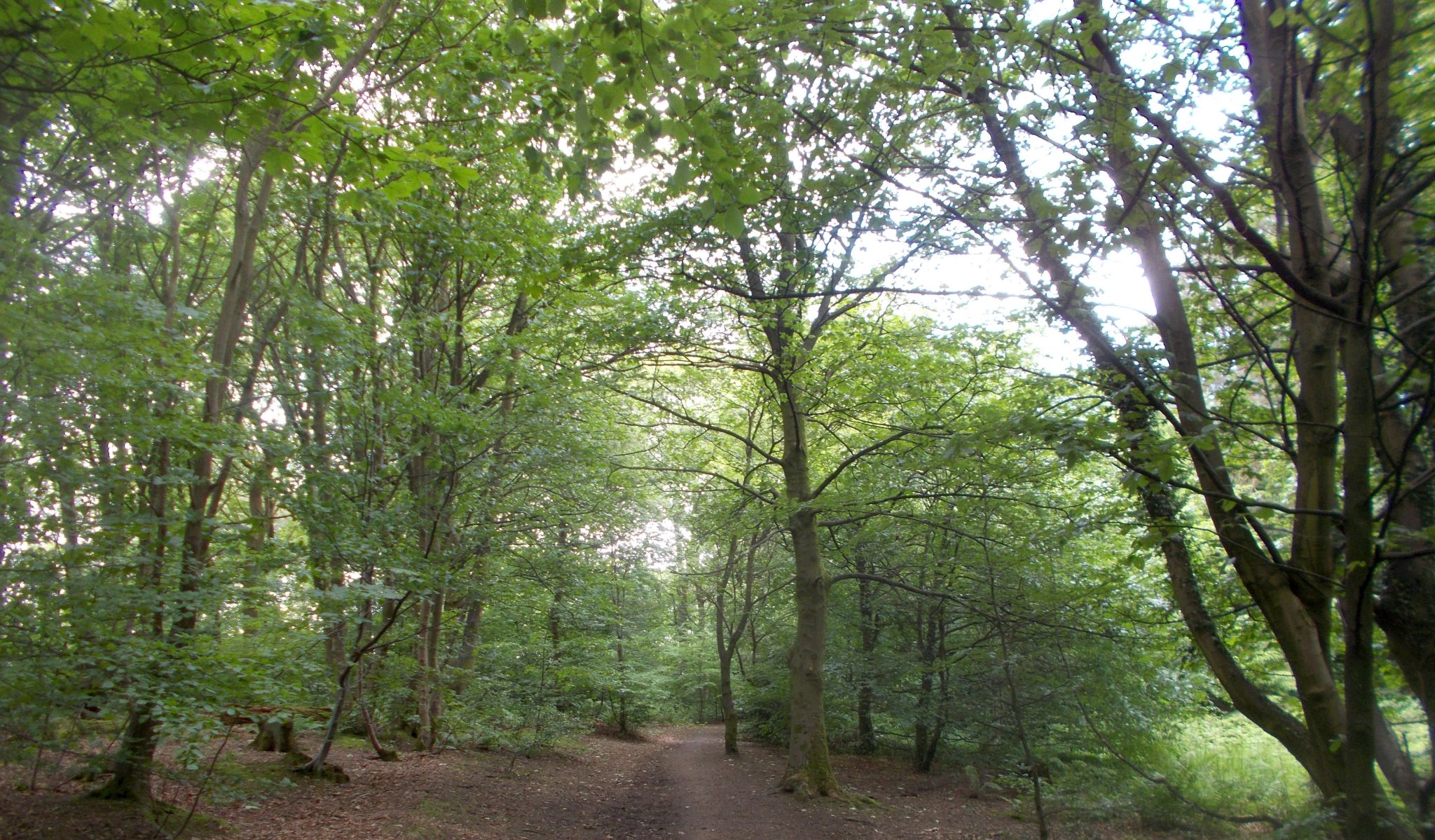 Cairnhill Woods in Westerton
