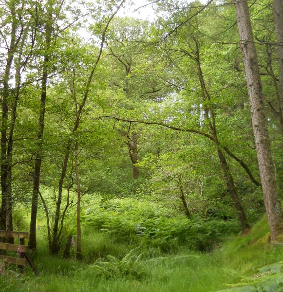 Sallochy Forest above Loch Lomond