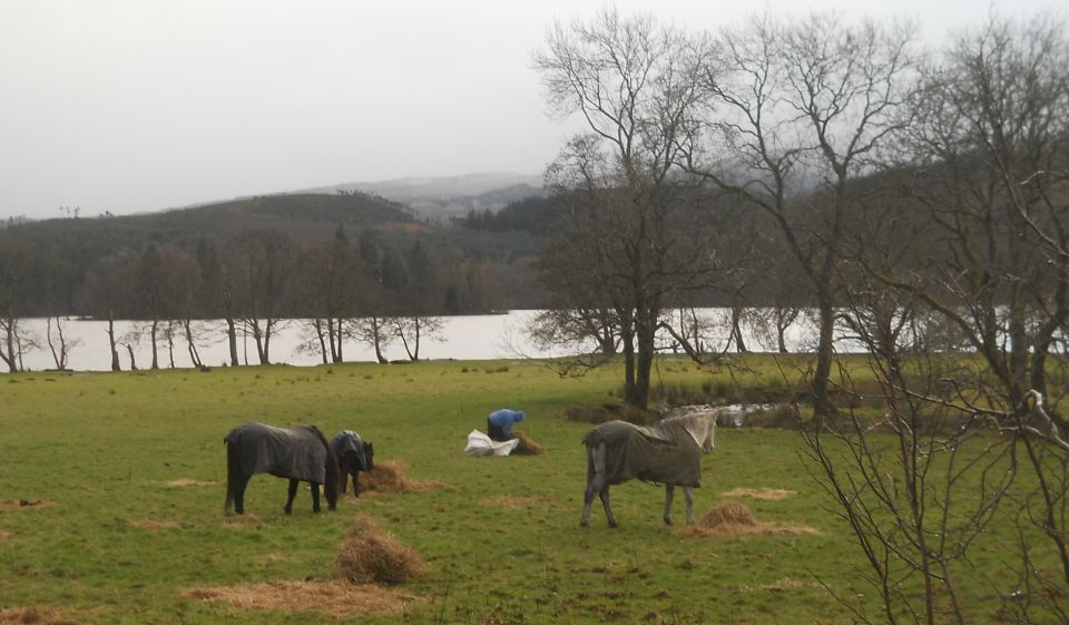 Ponies on Ledard Farm at Loch Ard