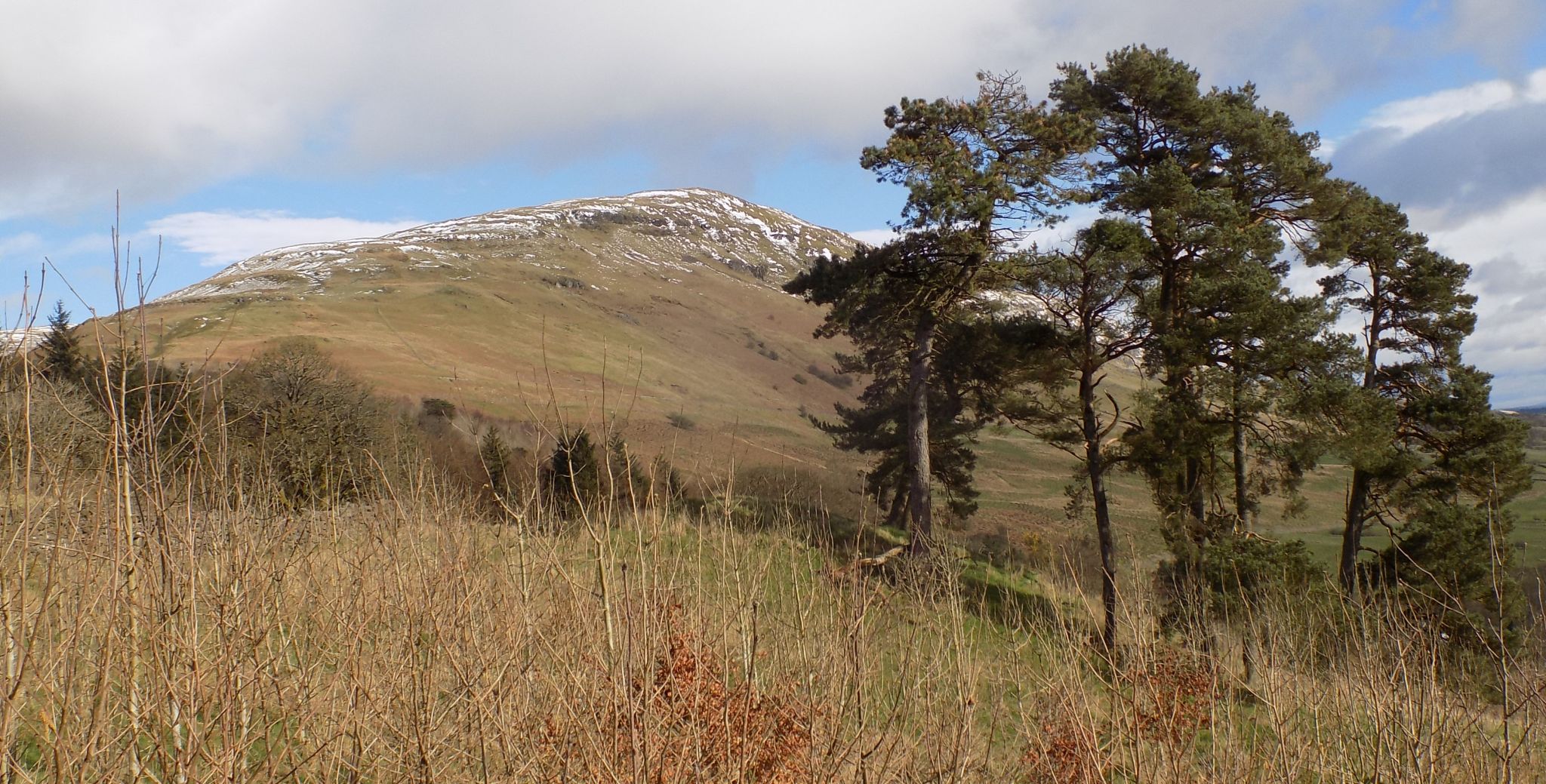 Cort-ma-Law and Scots Pine trees in the Campsie Fells