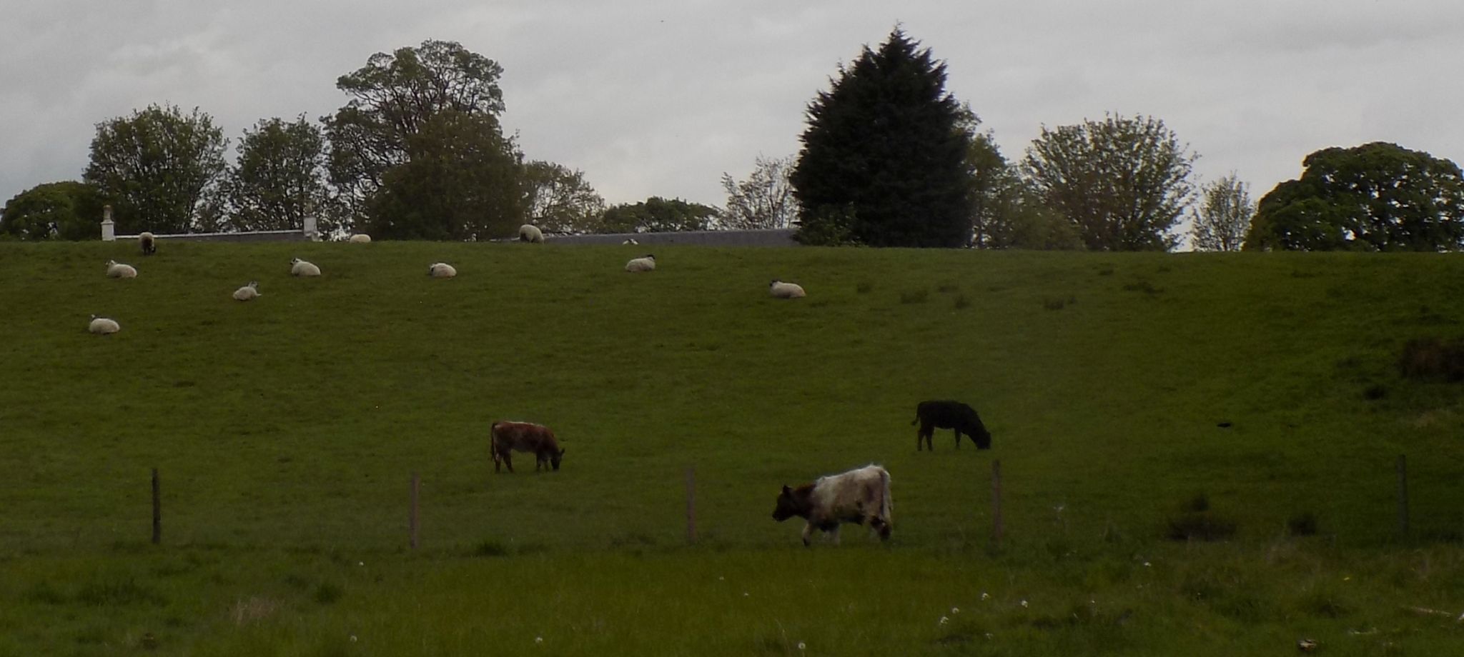 Fields above walkway from Herbertshire Castle Park to Carron Glen Wildlife Reserve