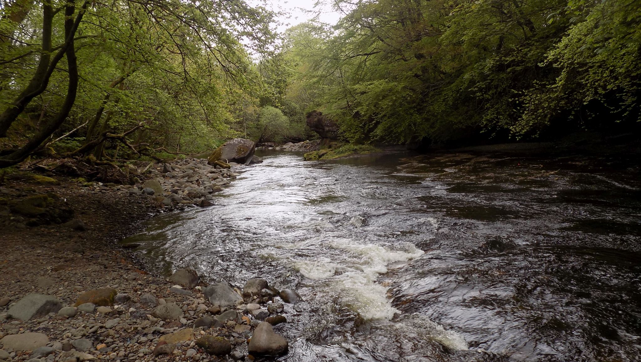 Carron River on walkway from Herbertshire Castle Park to Carron Glen Wildlife Reserve