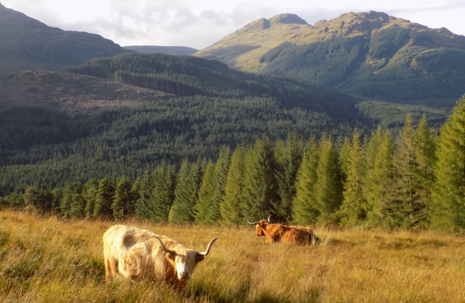 Highland Cows on Cowal Way above Lochgoilhead